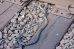 Dead Snake on the Tracks